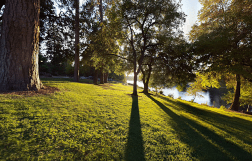 A serene park scene with tall trees casting long shadows on lush green grass beside a calm river at sunset.
