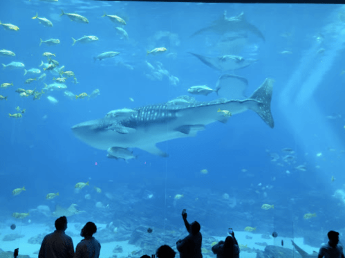 A large whale shark swims in a vibrant aquarium, surrounded by various fish and captivated viewers.