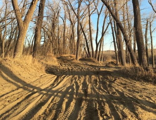 A sandy path winding through a grove of bare trees under a clear blue sky. Shadows stretch across the ground.