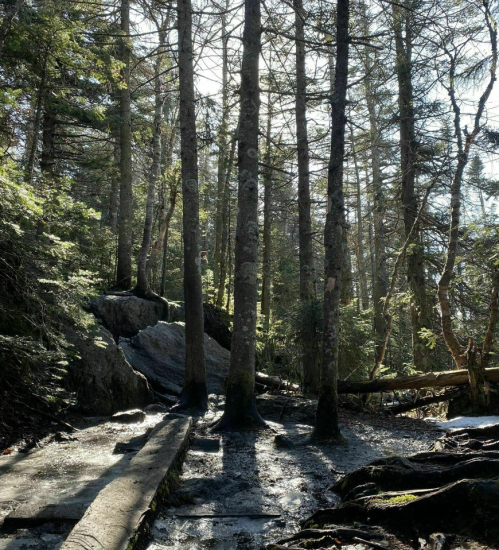 Sunlight filters through tall trees in a forest, casting shadows on a rocky path covered in moss.