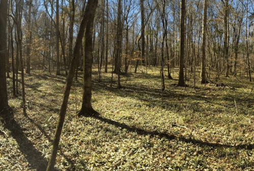 A serene forest scene with tall trees and a carpet of green foliage under a clear blue sky.