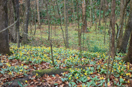 A forest scene with trees and a ground covered in yellow flowers and fallen leaves.