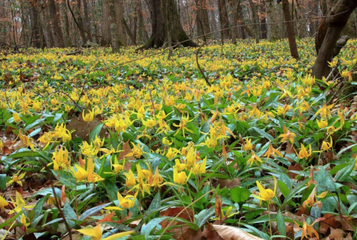 A forest floor covered with vibrant yellow flowers among green leaves and fallen autumn leaves.