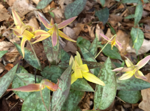 A cluster of yellow and pink flowers among green leaves and fallen brown leaves on the forest floor.