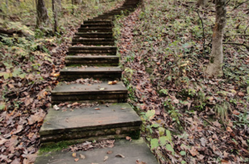 Wooden steps lead up a forested path, surrounded by fallen leaves and greenery.