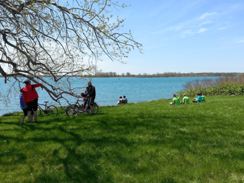 People enjoying a sunny day by the water, with bicycles nearby and a tree providing shade on the grassy shore.