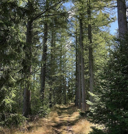 A serene forest path lined with tall trees and lush greenery under a clear blue sky.