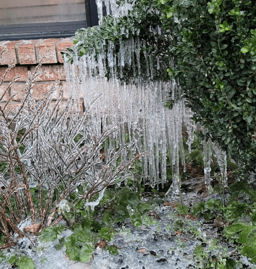 Icicles hanging from a bush near a brick wall, with icy ground and frozen plants visible.