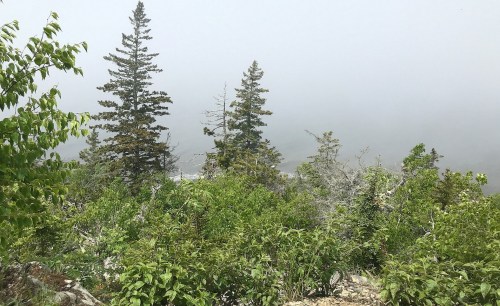 Foggy landscape with tall trees and lush green foliage, creating a serene, misty atmosphere.