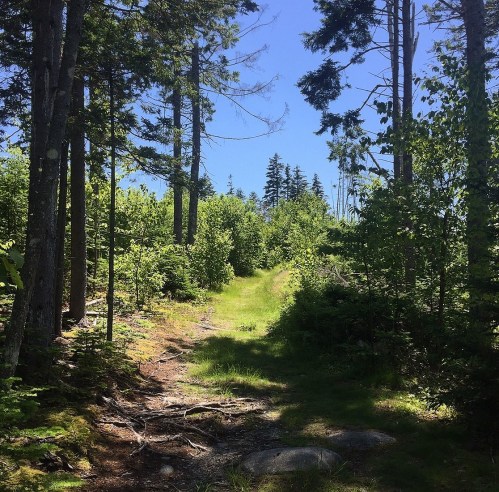 A sunlit forest path surrounded by lush greenery and tall trees under a clear blue sky.