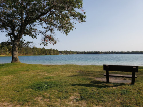 A serene lakeside view featuring a bench under a tree, with calm water and trees lining the shore in the background.