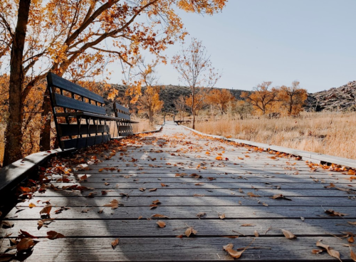 A wooden pathway lined with autumn leaves, surrounded by trees with orange foliage under a clear blue sky.
