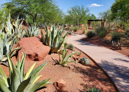 A winding path through a desert landscape with various cacti and shrubs under a clear blue sky.