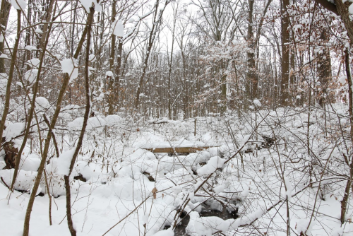 A snowy forest scene with bare trees and a blanket of snow covering the ground and branches.