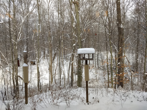 A snowy forest scene with bare trees and a bird feeder covered in snow.