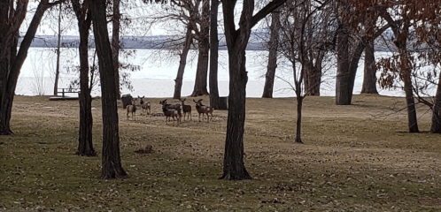 A group of deer stands in a park near a lake, surrounded by trees and fallen leaves.