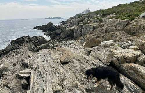 A dog explores rocky coastal terrain with the ocean and a distant house in the background under a cloudy sky.