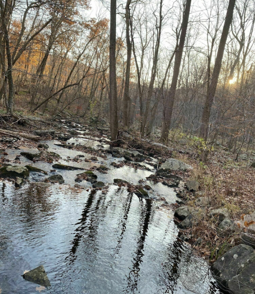 A serene stream flows through a wooded area, reflecting trees and autumn leaves under a soft sunset glow.