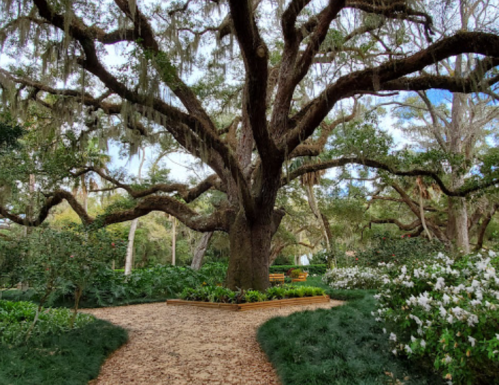 A large oak tree with sprawling branches in a lush garden, surrounded by flowering plants and a winding path.