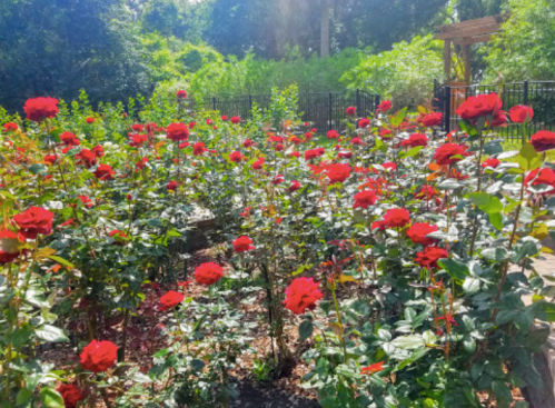 A vibrant garden filled with blooming red roses surrounded by lush greenery and a wooden structure in the background.