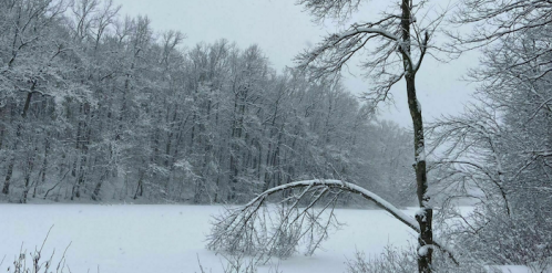 A snowy landscape with a frozen lake and trees covered in thick snow, creating a serene winter scene.