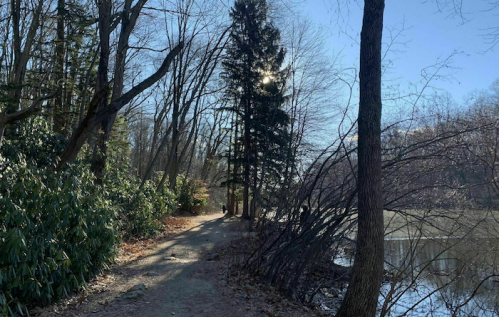 A serene path by a lake, lined with trees and shrubs, under a clear blue sky. Sunlight filters through the branches.