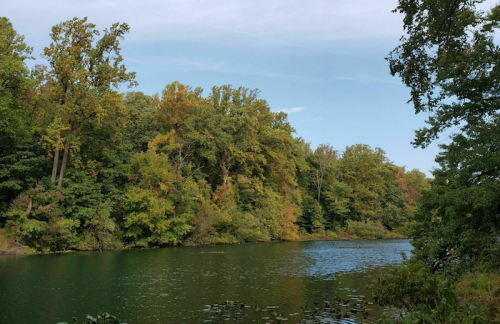 A serene river scene surrounded by lush trees, with hints of autumn colors under a clear blue sky.