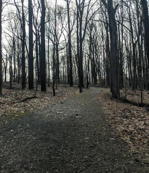 A winding gravel path through a dense forest of bare trees, with fallen leaves scattered on the ground.