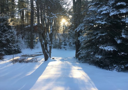 A snowy landscape with tall trees, sunlight filtering through, casting long shadows on the white ground.