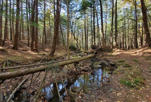 A serene forest scene with tall trees, a small stream, and fallen logs on the forest floor.