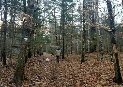 A person walks a dog along a leaf-covered trail in a wooded area with tall trees.