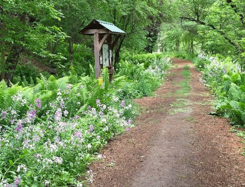 A serene forest path lined with ferns and wildflowers, leading to a wooden information sign.