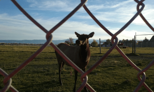 A deer stands in a grassy field, viewed through a chain-link fence, with mountains in the background under a blue sky.