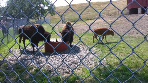 Two bison and a deer in a fenced enclosure, with grass and gravel under a sunny sky.