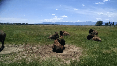 A group of bison resting in a grassy field under a clear blue sky with mountains in the background.