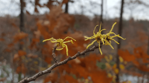 A close-up of yellow witch hazel flowers on a branch, with blurred autumn foliage in the background.