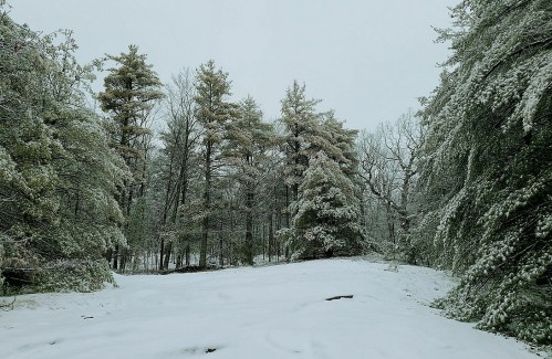A snowy forest scene with tall trees covered in frost, creating a serene winter landscape.