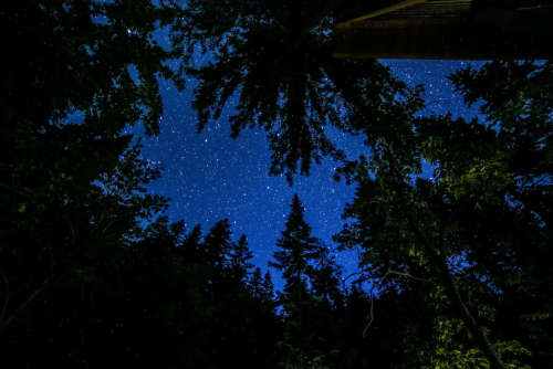 A starry night sky framed by tall trees, creating a serene and tranquil atmosphere.