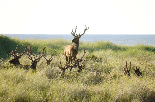 A group of deer with antlers stands in tall grass near the ocean, with one deer prominently in the foreground.