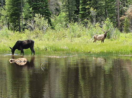 Two moose near a calm pond, one drinking water while the other stands on the shore amidst lush greenery.