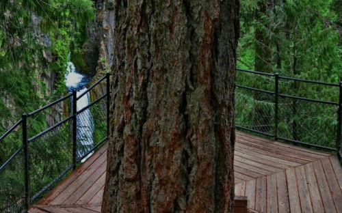 A large tree stands on a wooden platform surrounded by lush greenery and a glimpse of a river in the background.