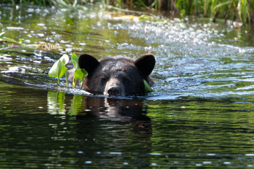 A black bear swimming in a calm, reflective water with green plants around.