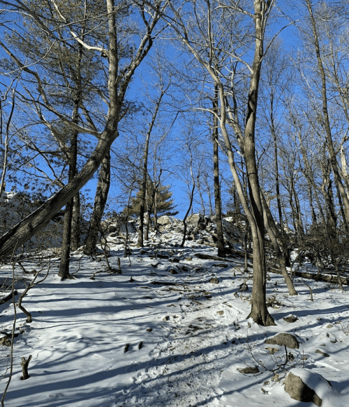 A snowy forest path leads up a rocky hill, surrounded by bare trees and a clear blue sky.
