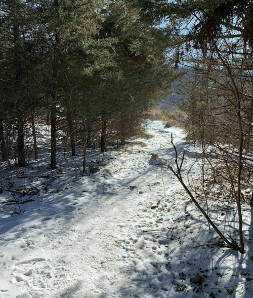 A snowy path winding through a forest, surrounded by trees and sunlight filtering through the branches.