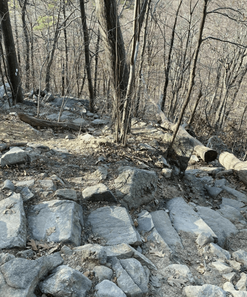 Rocky trail winding through a forest with bare trees and scattered leaves on the ground.