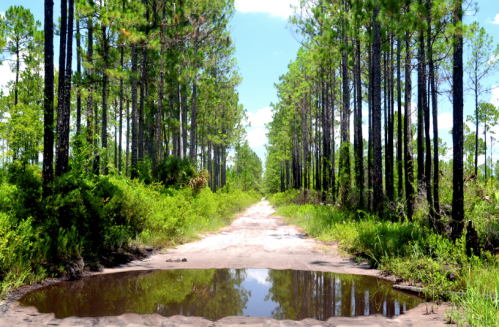 A sandy path through tall pine trees, with a puddle reflecting the sky in the foreground.