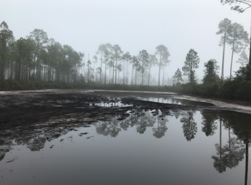 A foggy landscape with a still pond reflecting trees and a muddy shoreline.