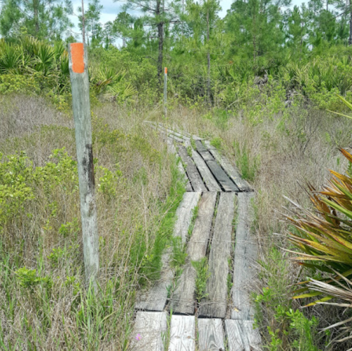 A wooden boardwalk leads through tall grass and shrubs in a natural landscape, marked by orange-tipped posts.