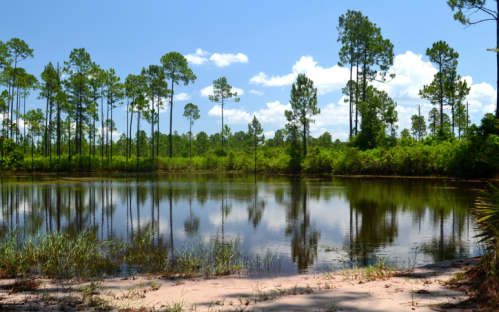 A serene pond surrounded by tall pine trees and lush greenery under a bright blue sky with fluffy clouds.