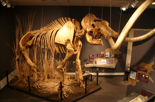 A large mammoth skeleton displayed in a museum, with informational plaques and a naturalistic setting.